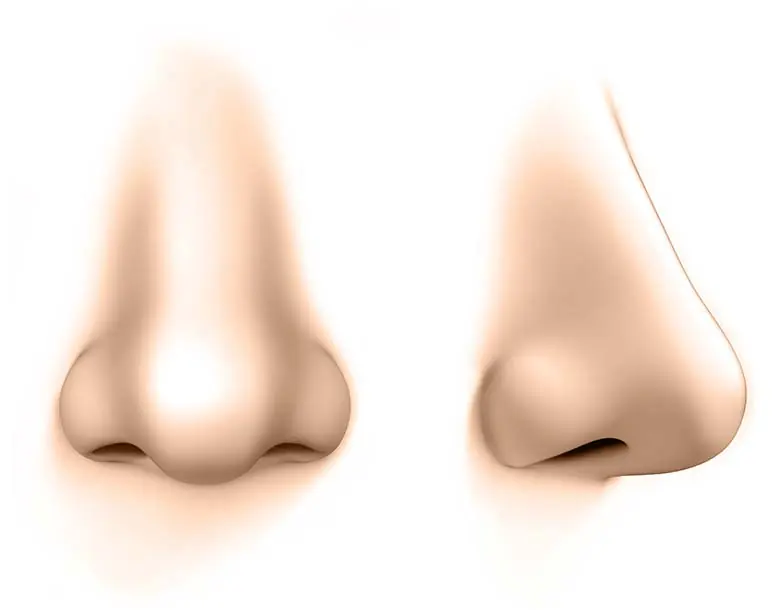 photo of nose types